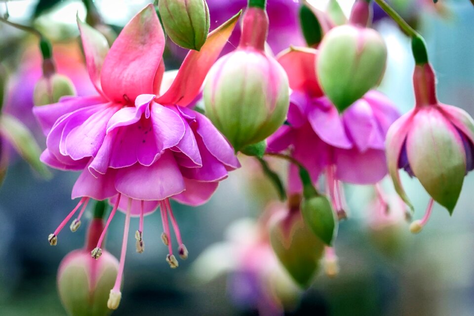 Nature flora garden