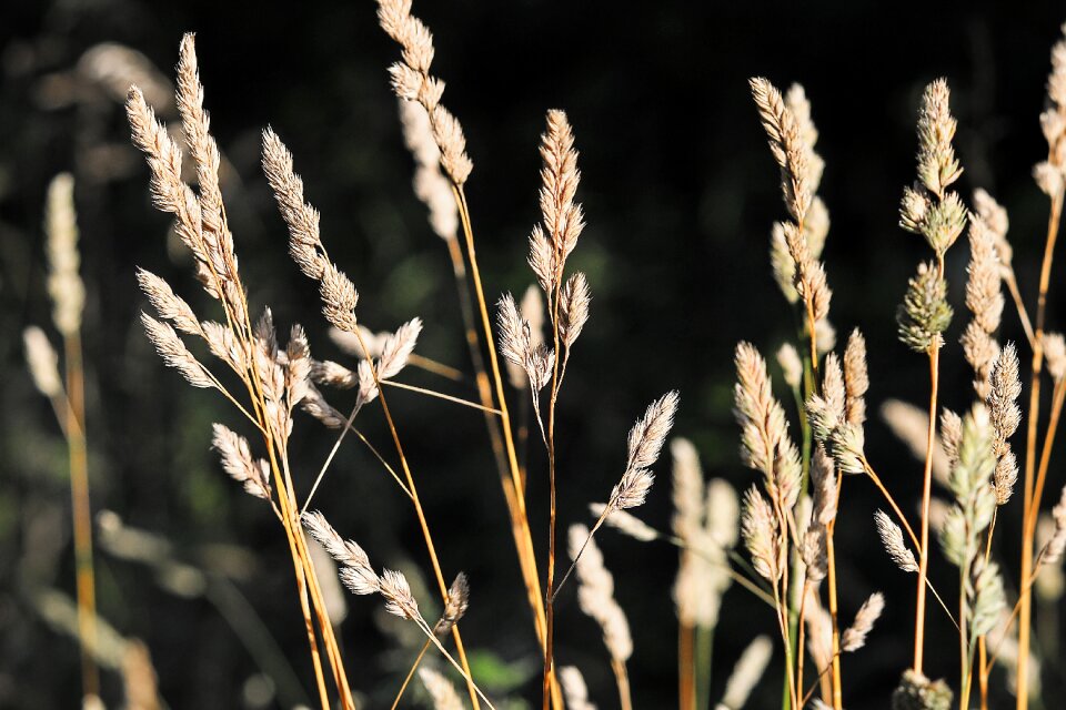 Blades of grass meadow field
