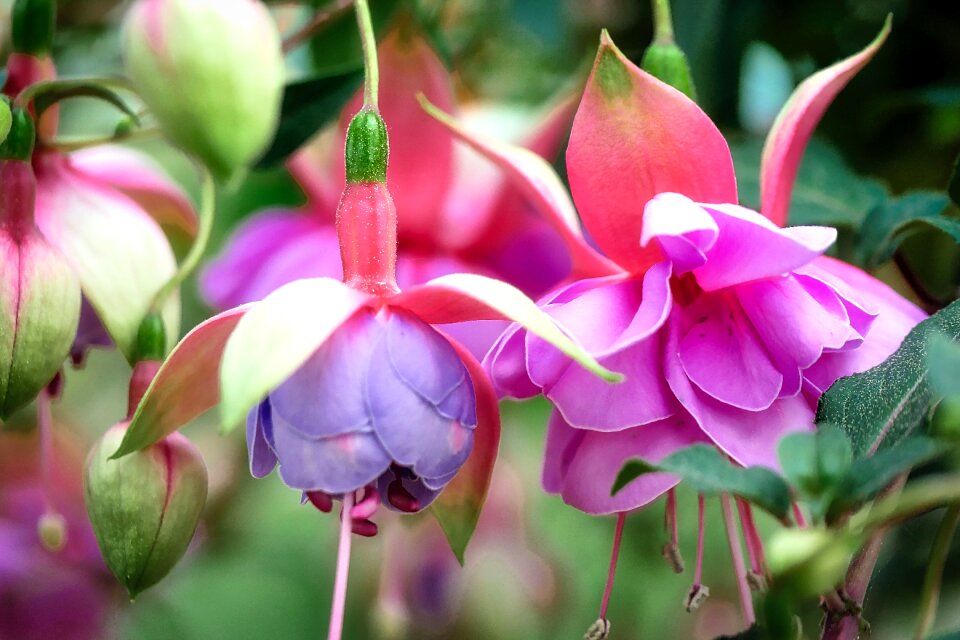 Nature flora garden