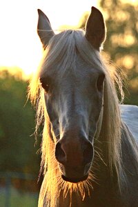 Animal mane pferdeportrait