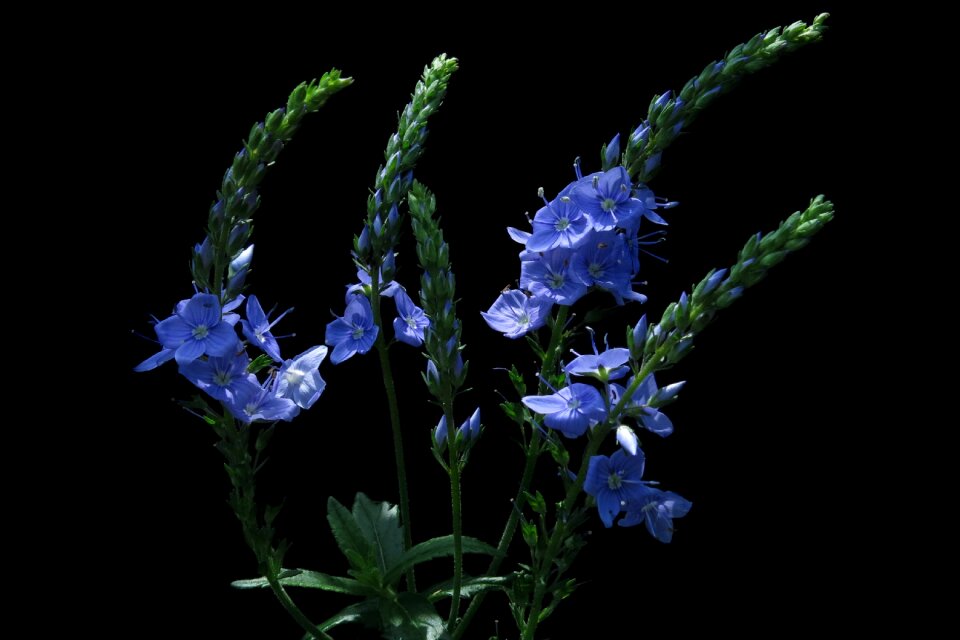 Pointed flower wild garden plant grassland plants