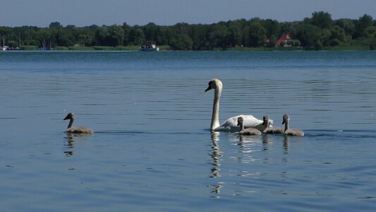 Animal world water bird schwimmvogel photo