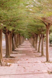 Forest tree mood