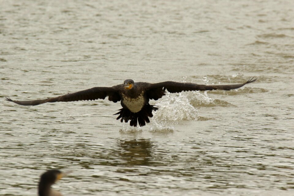 Bird white-breasted flying
