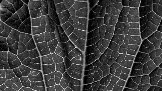 Sw black white veins