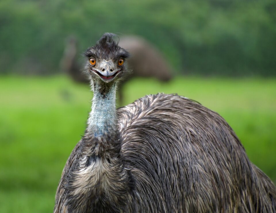 Portrait animal emu australia