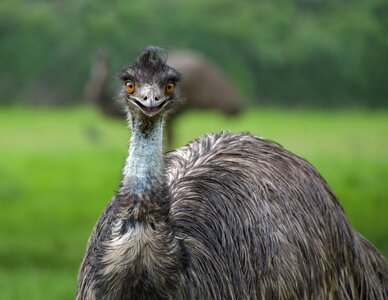 Portrait animal emu australia