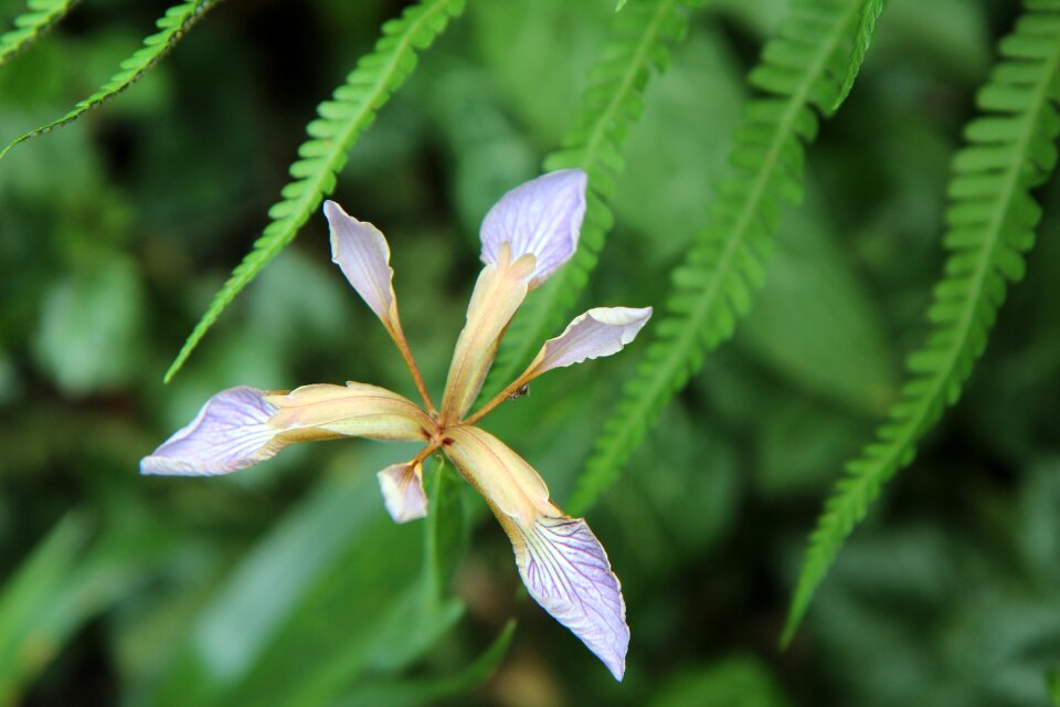 Iris foetid wild flowers flower of iris photo