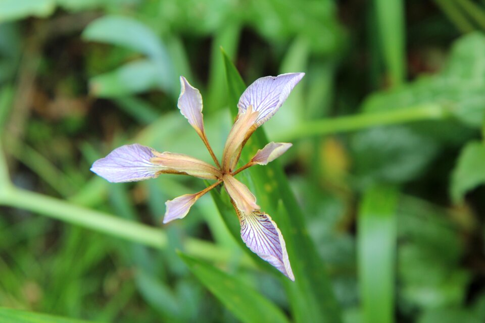 Iris foetid wild flowers flower of iris
