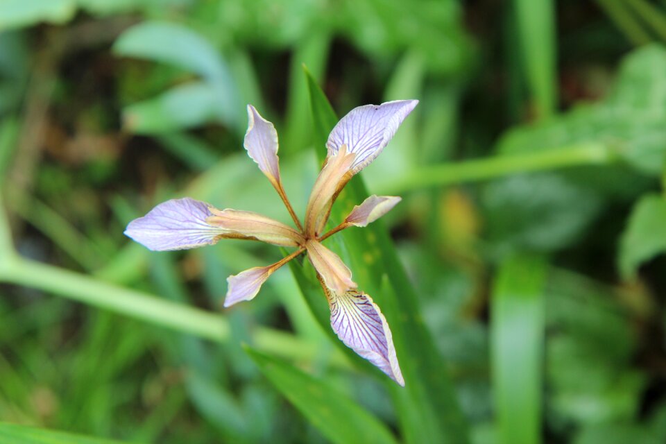 Iris foetid wild flowers flower of iris photo