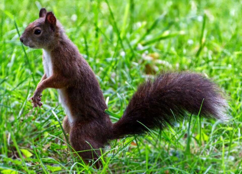 Cute animal rodent
