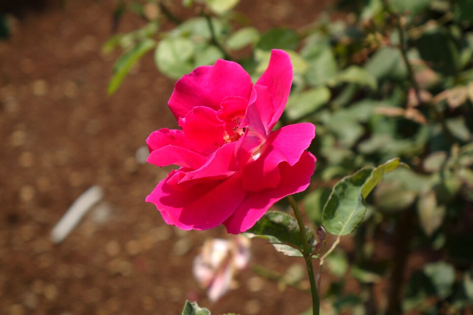 Nature red flower beautiful flower