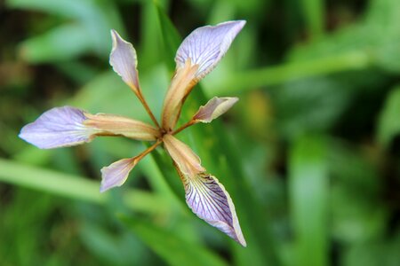 Iris foetid wild flowers flower of iris photo