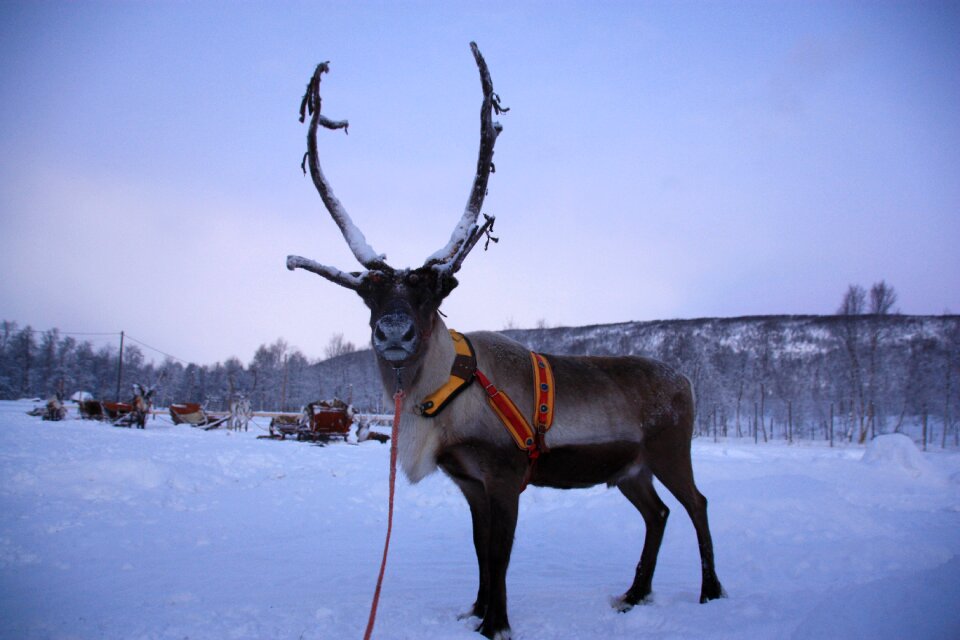 Finland lapland winter