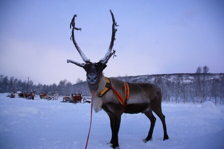 Finland lapland winter