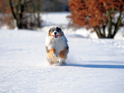 Pet purebred rusty photo