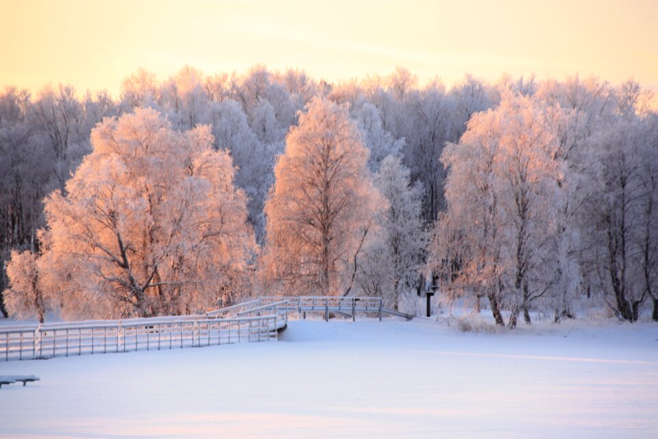 Lapland winter sunshine