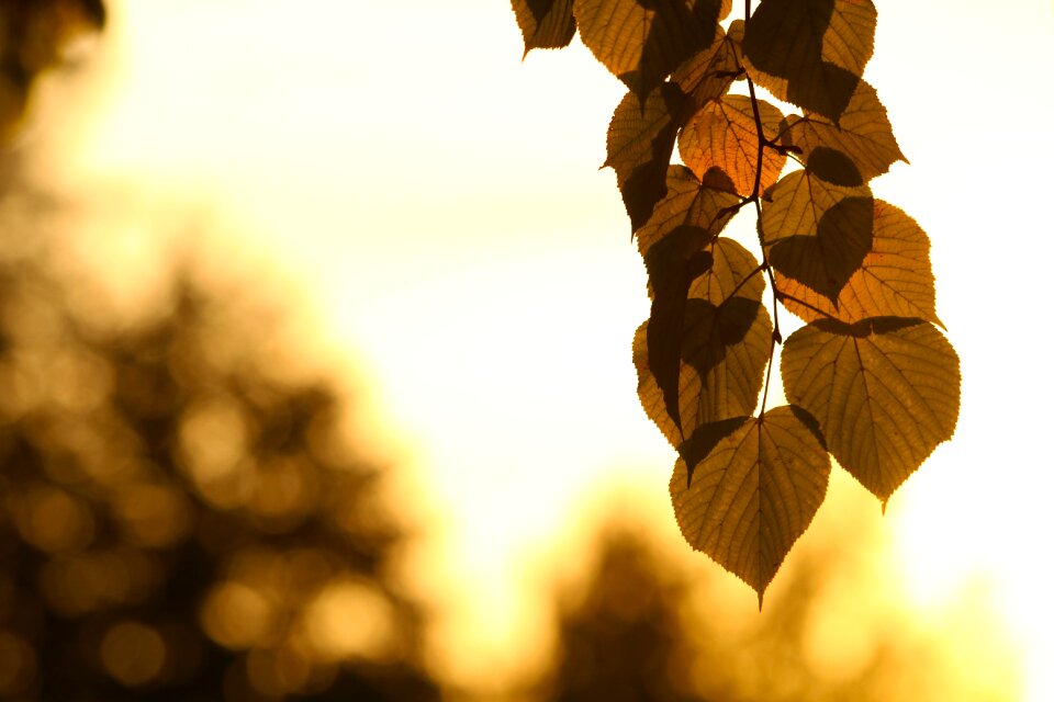 Nature autumn mood
