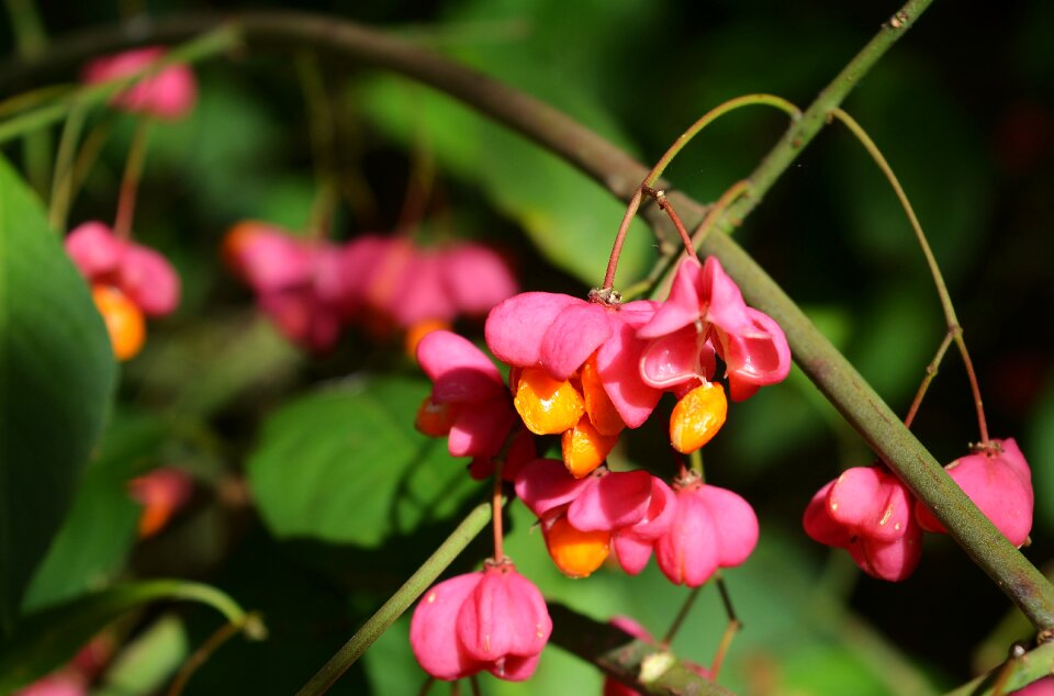 Autumn secret flowers