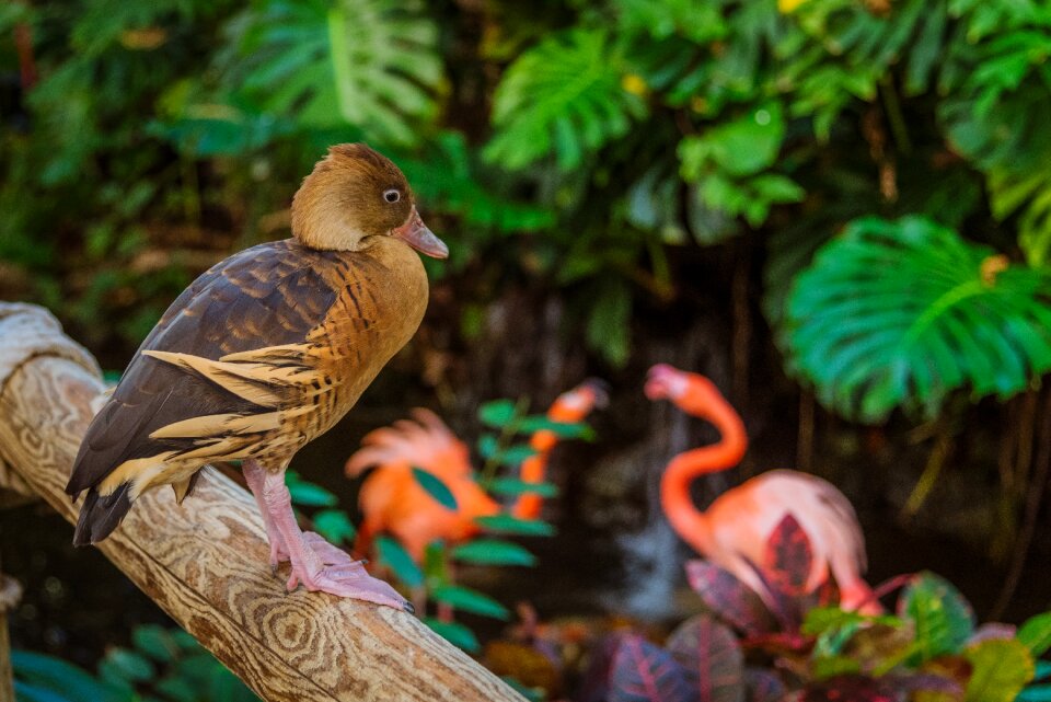 Tropical plants watching