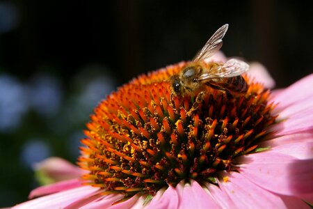 Echinacea stamens blossom