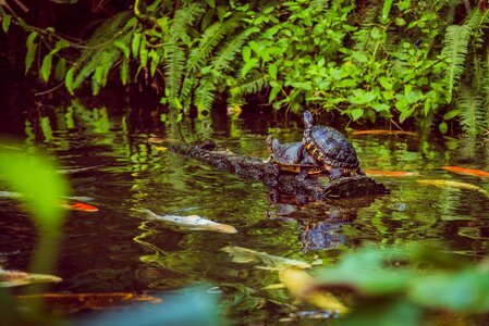 Fish pond couple photo