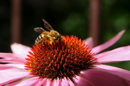 Echinacea stamens blossom