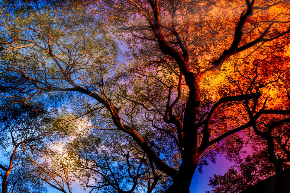 Sunset tree trunk tree top