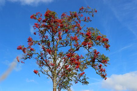 Bright fall color sky