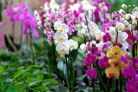 Bloom plant nature