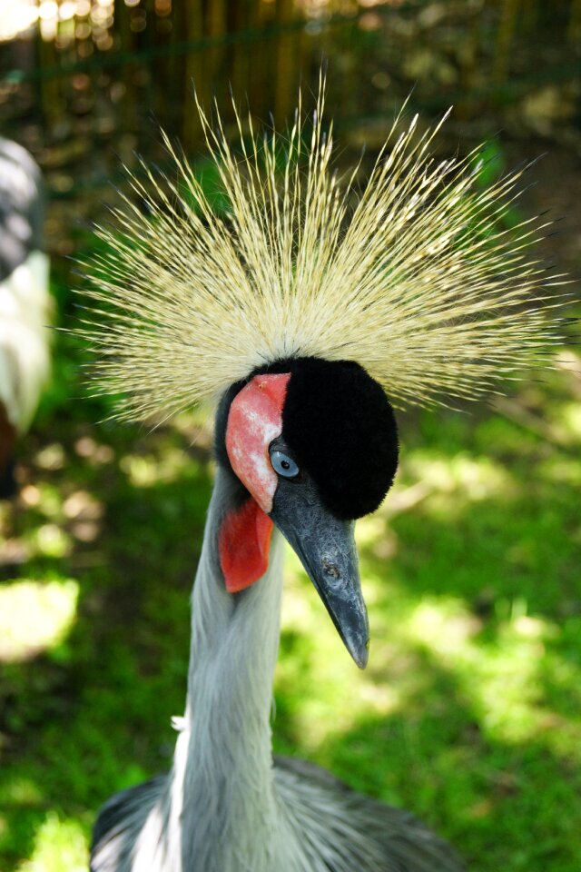 Feather animal bill