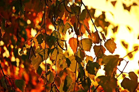 Fall foliage leaf nature
