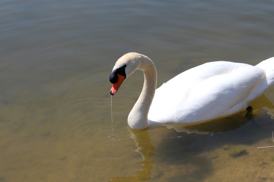 White lake elegant