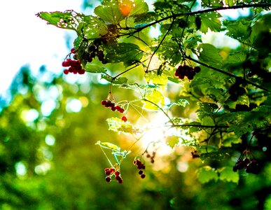 Sun leaves nature