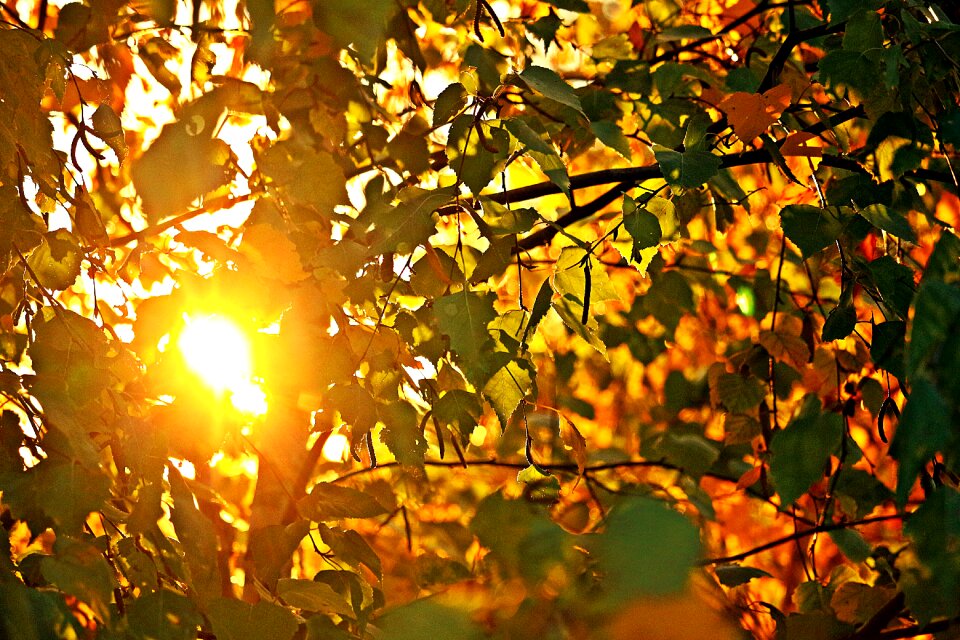 Birch leaves nature photo