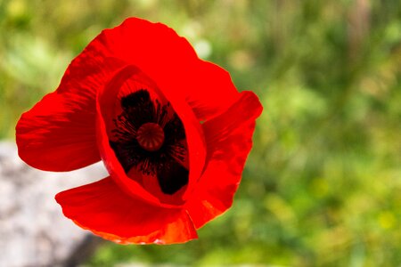 Spring flowers anemone red flower