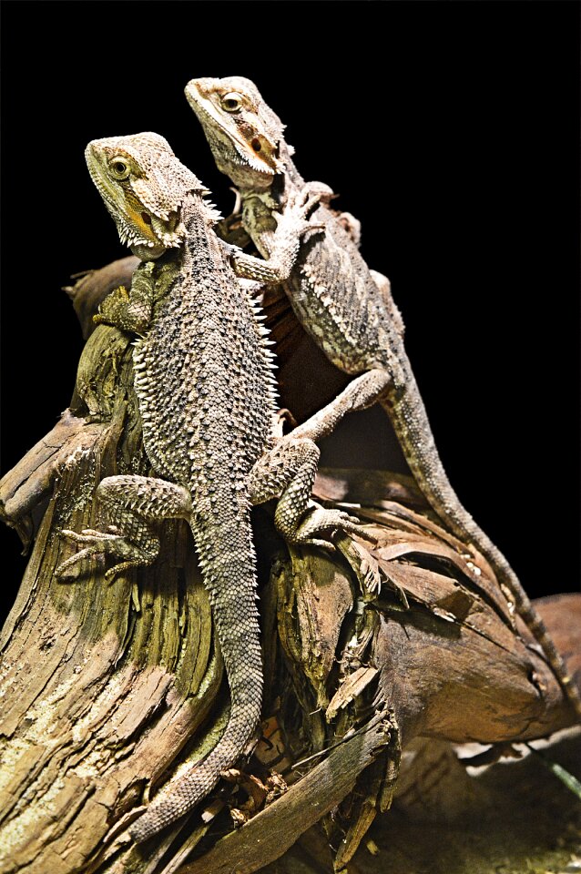 Reptiles coaching friends