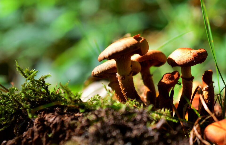 Autumn forest floor macro
