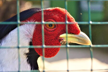 Animal feather turkey