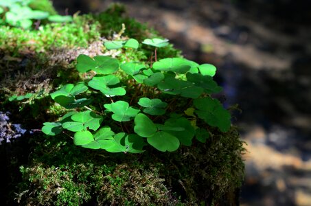 Moss forest floor plant