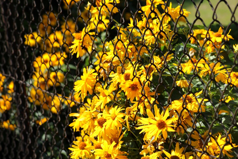 Summer nature vegetation