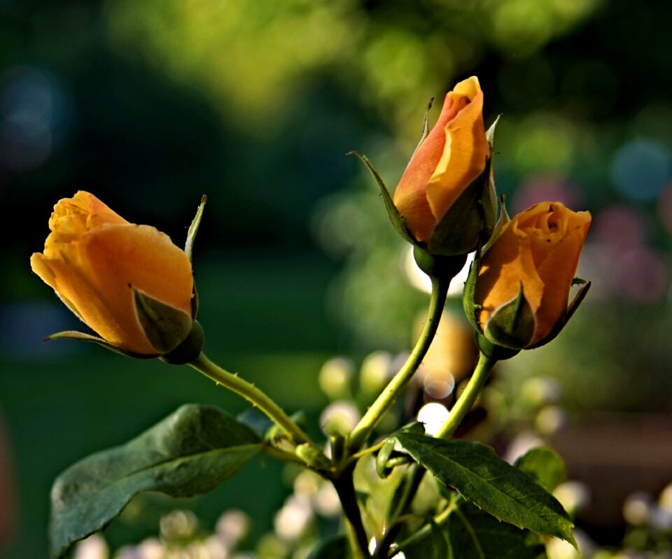 Bloom yellow roses rose bloom