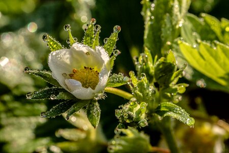 Plant blossom bloom