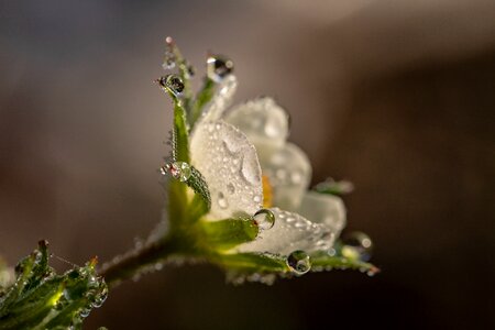 Blossom bloom drip photo