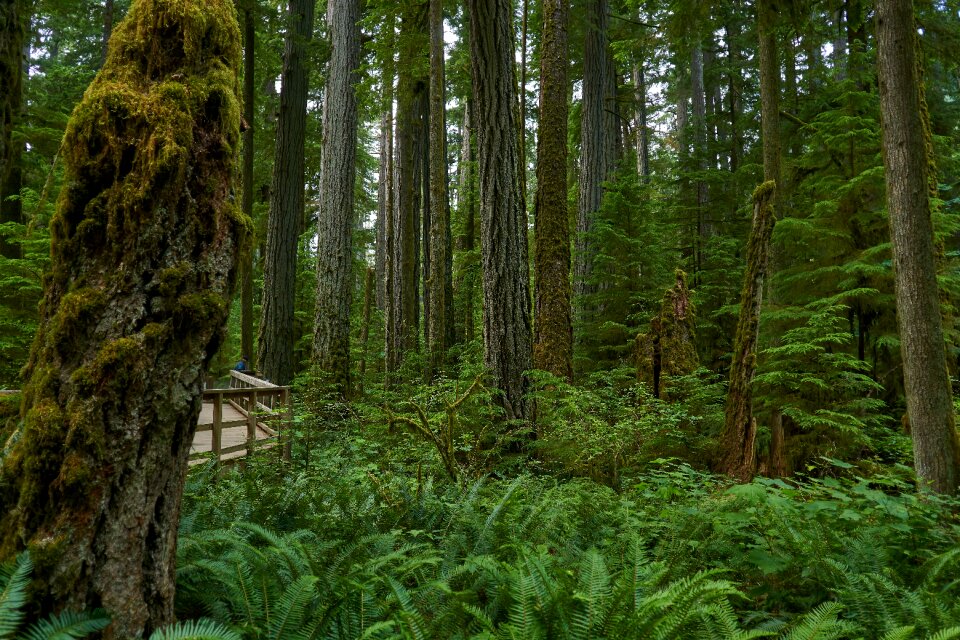 Environment jungle temperate rain forest