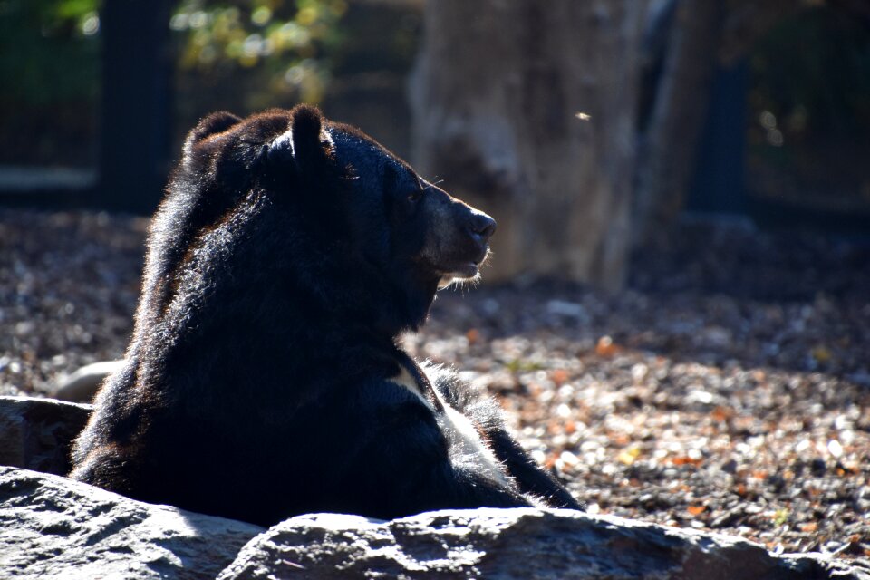 Fur wild zoo