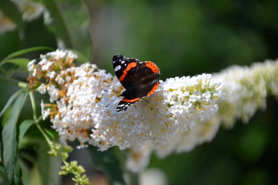 Insect flower wing