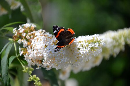 Insect flower wing
