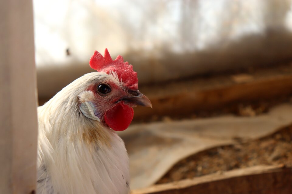 Bird chicken animal