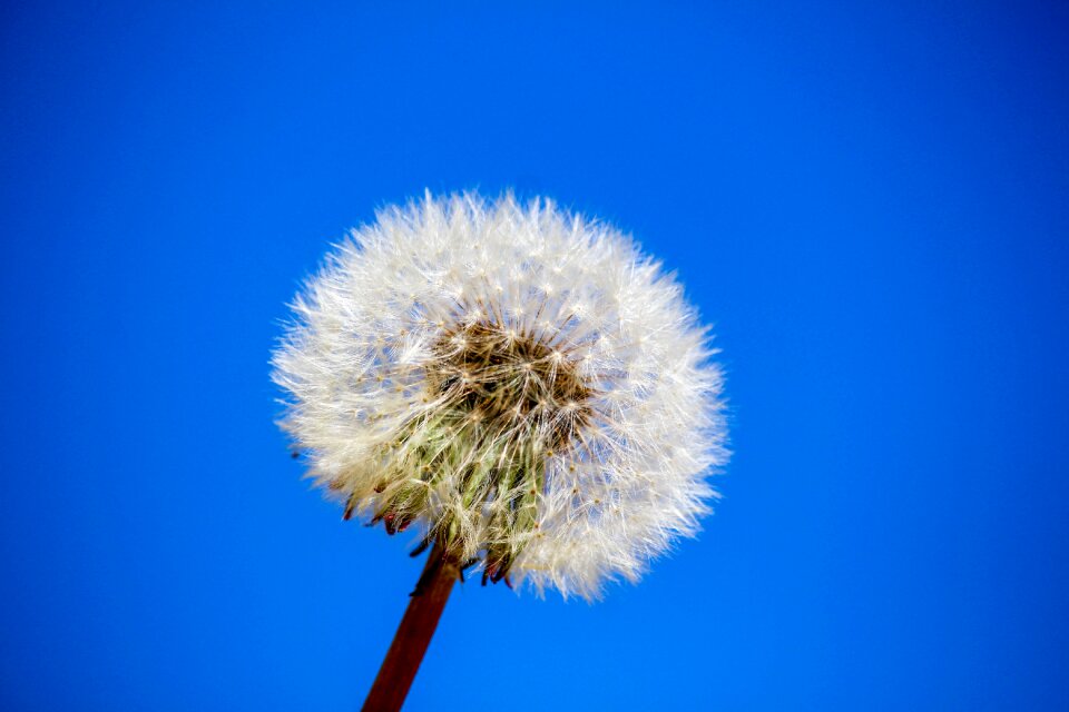 Growth summer blue growth
